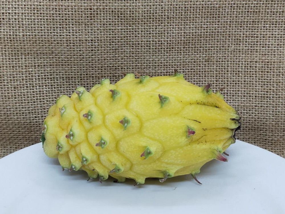 Yellow Colombiana dragon whole